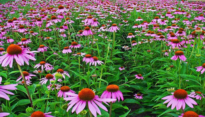 Echinacea Echinacea